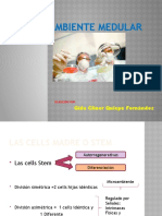 Microambiente Medular