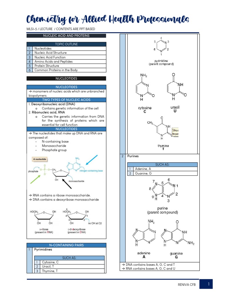 Nucleic Acids and Proteins Overview | PDF | Nucleic Acids | Nucleotides