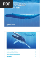 Amazing Facts: Blue Whale