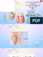 Laringe, Traquea y Glandula Tiroides