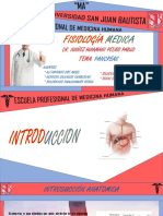 Función y anatomía del páncreas