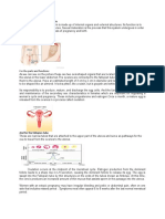 Female Reproductive System