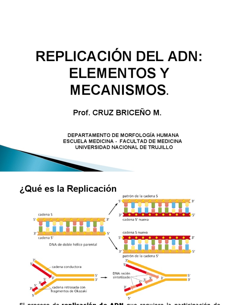 Replicación del ADN: Elementos y Mecanismos | PDF | Replicación De Adn ...