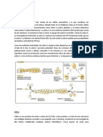 Rojas Becerra - Membrana Apical