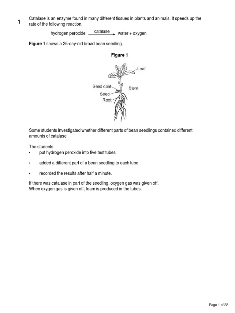 Organisation-Grades-4-6 Worksheet | PDF | Human Digestive System | Catalase