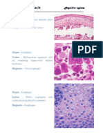 Histopathology-Lab (8) Digestive System