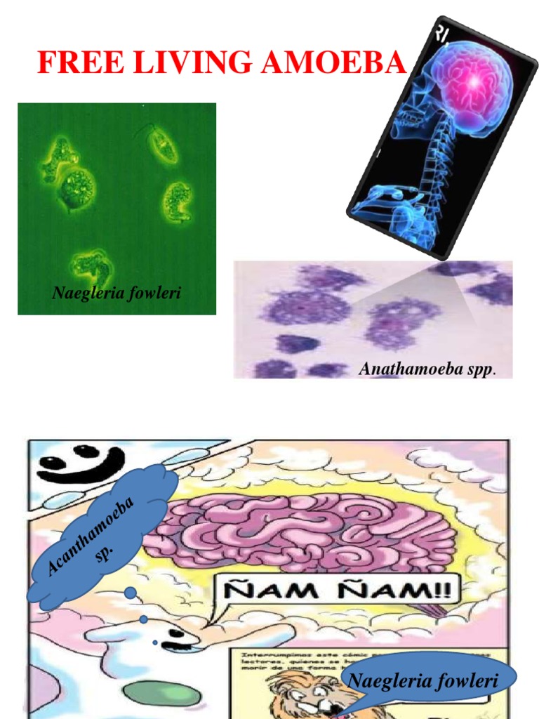 Non pathogenic amoeba free living pdf clinical medicine