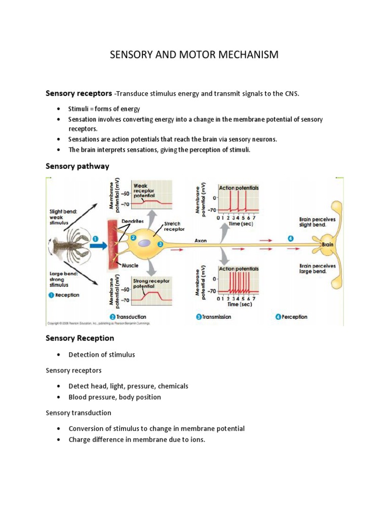Sensory and Motor Mechanisms Overview | PDF | Stimulus (Physiology ...