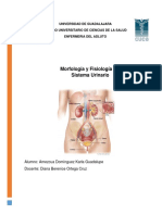 Morfología y Fisiológia Del Sistema Renal