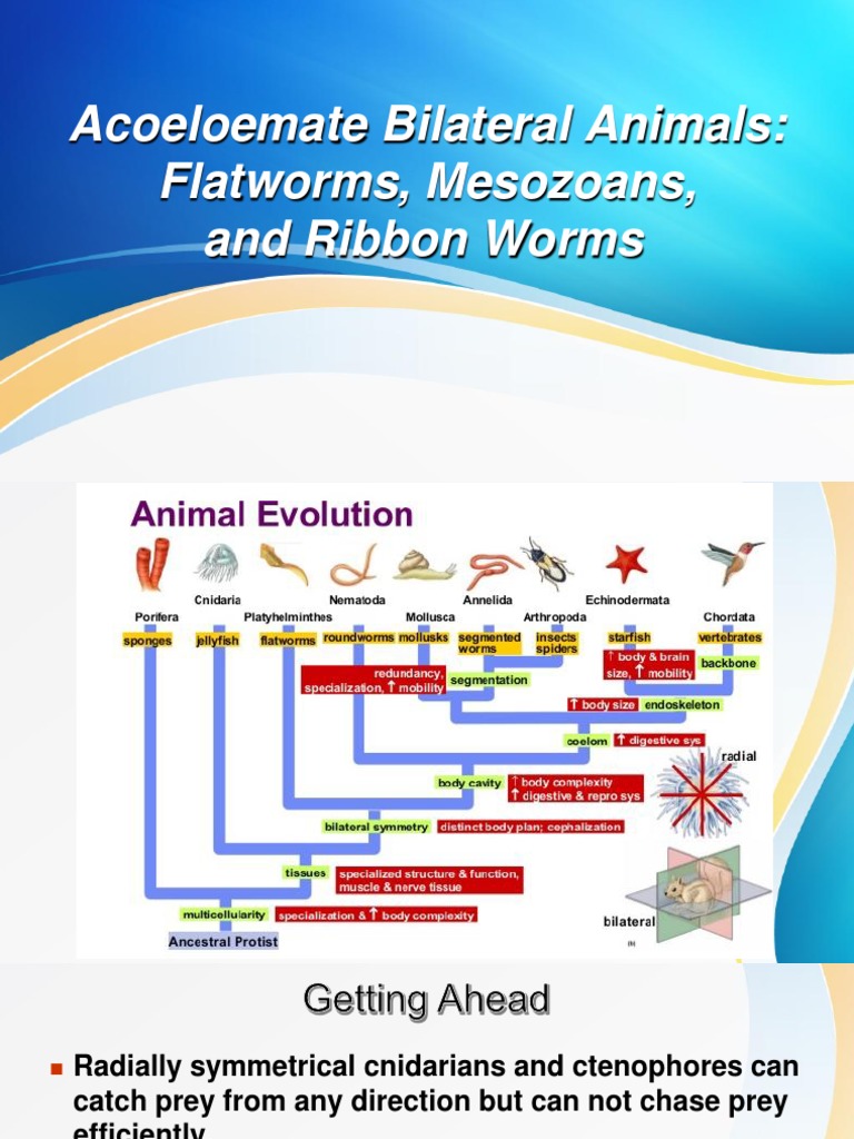 Acoelomate Bilateral Animals Overview | PDF | Zoology | Anatomy