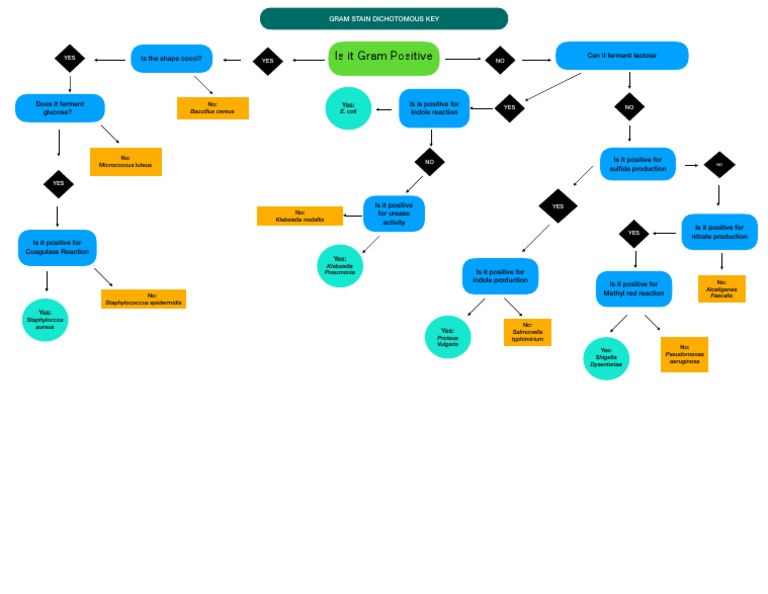 Dichotomous Key Sample PDF Microbiology Prokaryote
