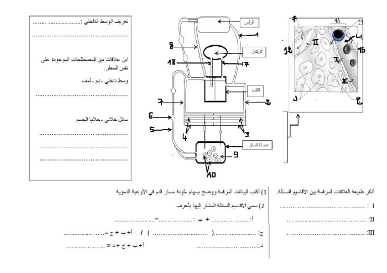 Schema Milieu Interieur | PDF