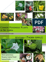 Poison Plants