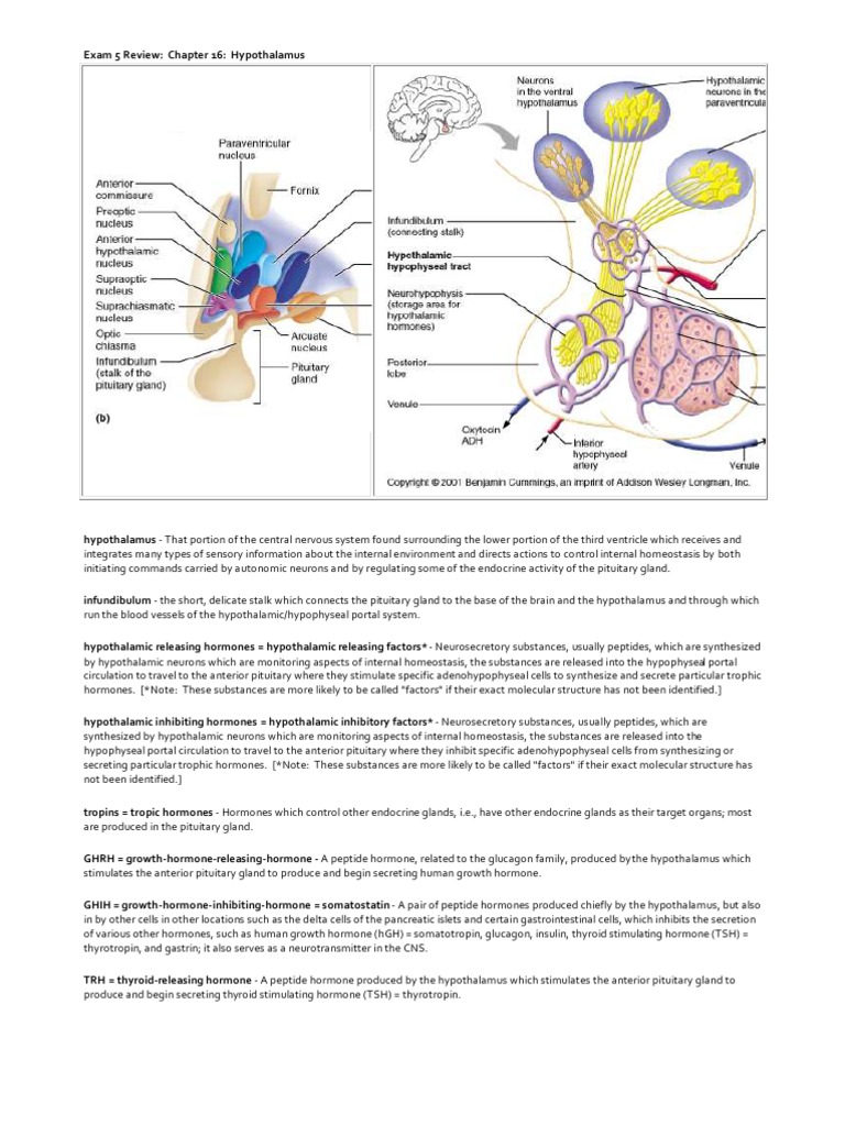 1. Hypothalamus | Hypothalamus | Pituitary Gland