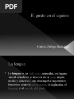 Anatomía de la Lengua: Partes y Funciones | PDF | Lengua | Sistema ...