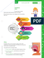 CCNN - 4EGB - Órganos de Los Sentidos - Olfato Tacto y Gusto