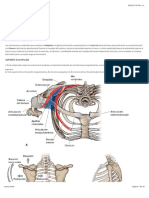 Anatomia Miembro Superior