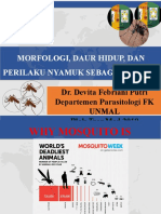 Morfologi, Daur Hidup, Dan Perilaku Nyamuk Sebagai Vektor 2019