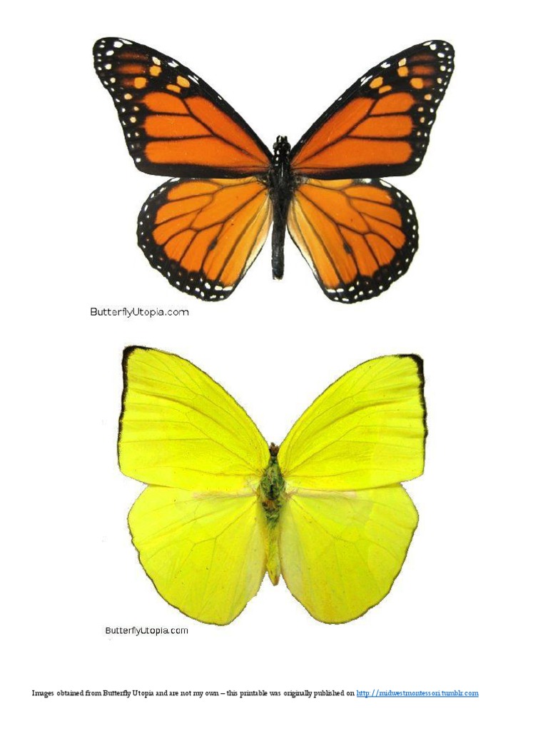 Butterfly Mobile Printable by Midwest Montessori | PDF