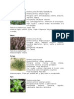 PLANTAS MEDICINALES Moralillo