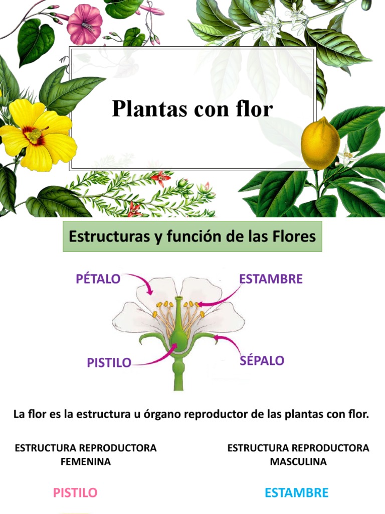 Plantas Con Flor y Fruto | PDF | Flores | Fruta