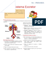 El Sistema Excretor para Tercero de Primaria