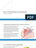 BASES NEUROFISIOLOGICAS DEL APRENDIZAJE Tema 11