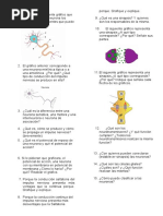 Evaluación Neuronas Impulso Nerviosos y Sinapsis
