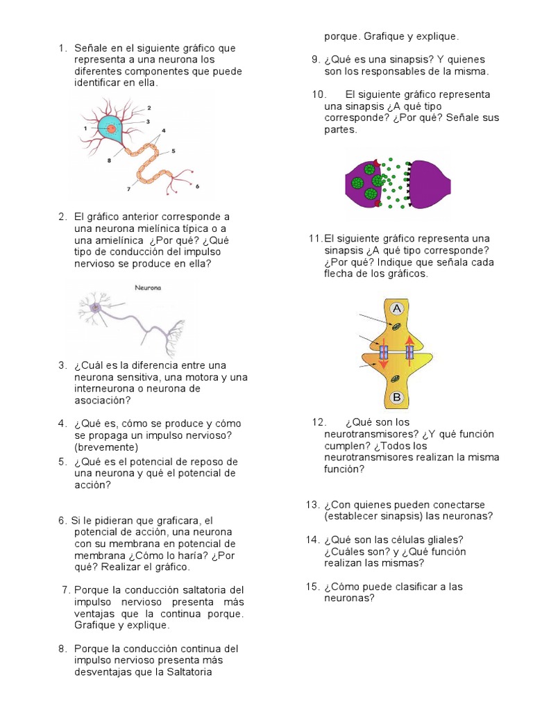 Impulso Nervioso y Sinapsis Neuronal | PDF | Neurona | Potencial de acción