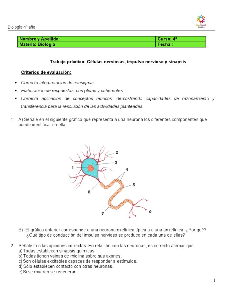 Trabajo Práctico Neuronas Impulso Nerviosos y Sinapsis | PDF ...