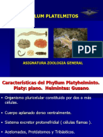 Phylum Platyhelmintes 2019