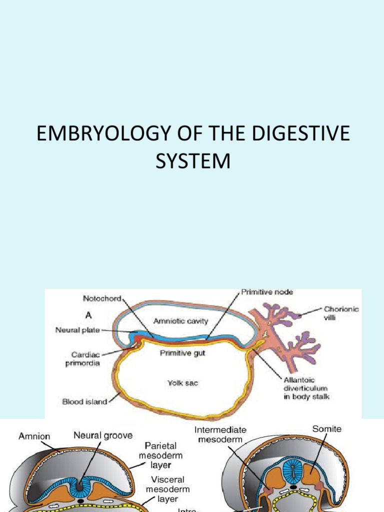 Digestive System Embryology Overview | PDF | Gastrointestinal Tract ...