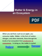 Flow of Matter and Energy in An Ecosystem Web Version