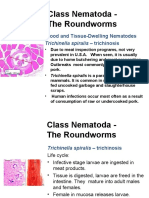 Tissue nematodes
