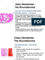 Tissue Nematodes