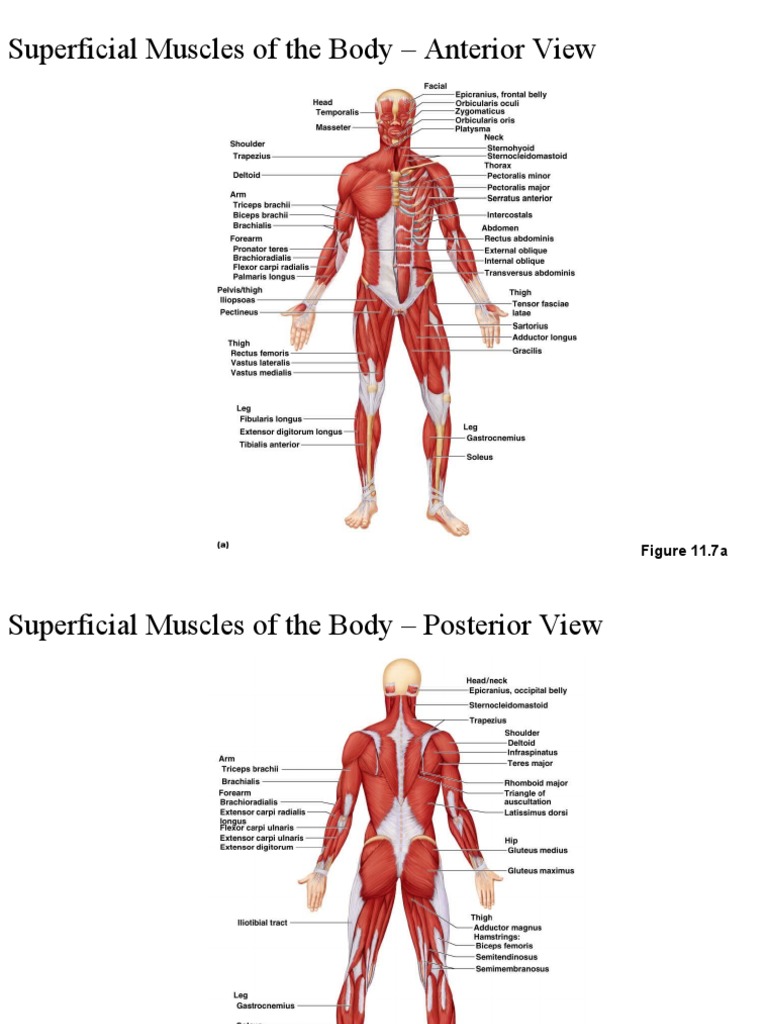 Anatomy of Superficial Body Muscles | PDF | Abdomen | Foot