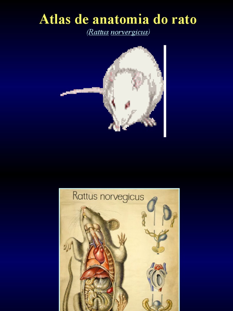 Anatomia Interna do Rato: Atlas Visual | PDF | Estômago | Sistema ...