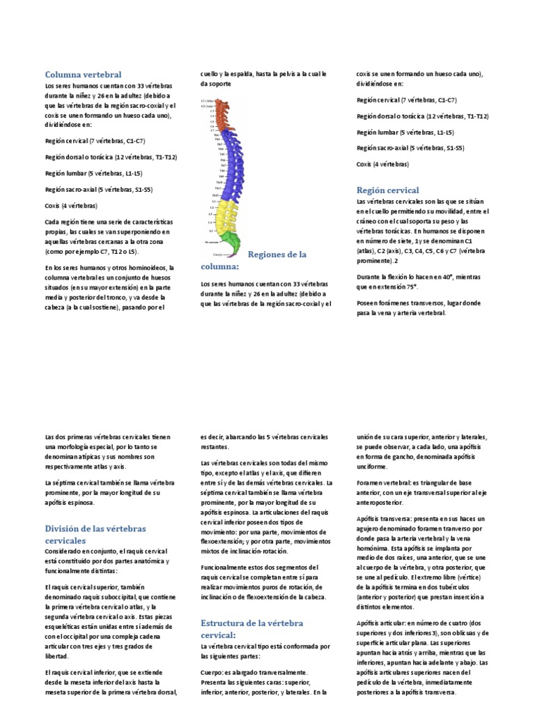Anatomía de la Columna Vertebral | PDF | Vértebra | Tórax (anatomía humana)