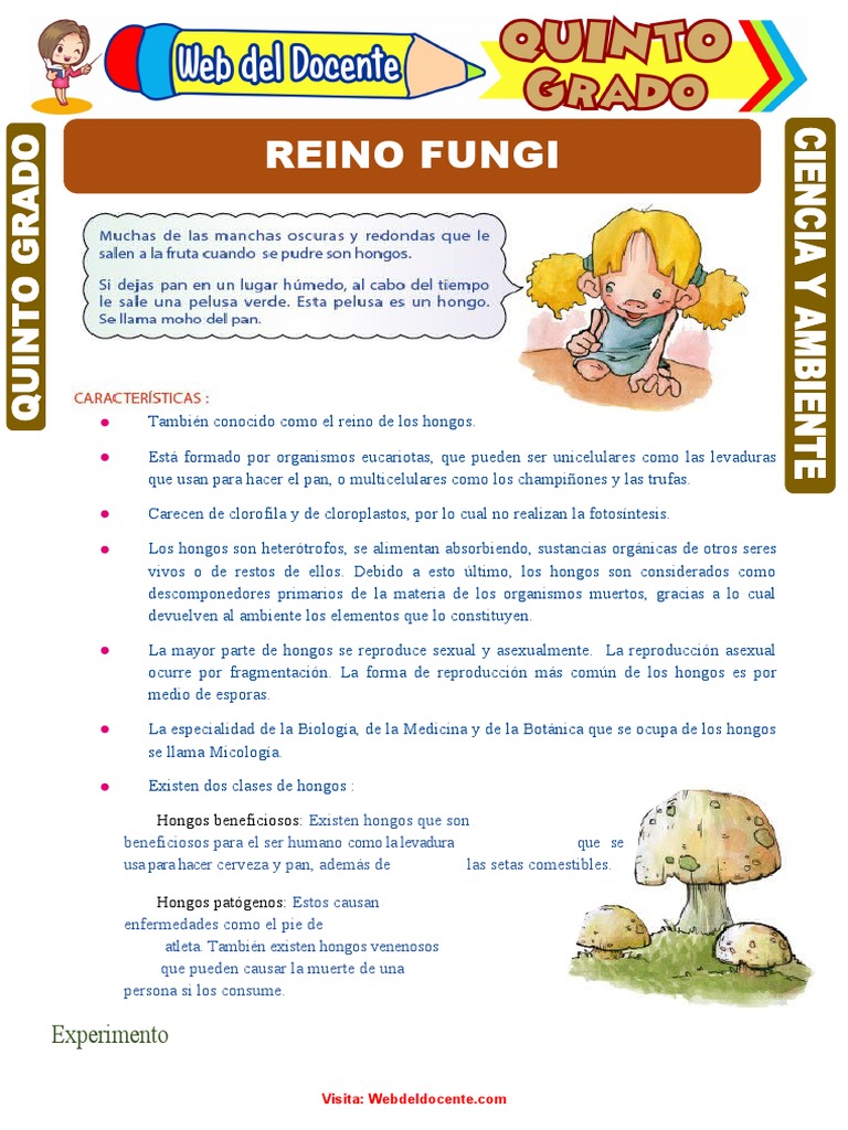 Reino Fungi para Quinto Grado de Primaria | PDF | Hongo | Organismos