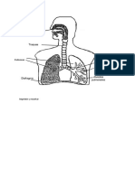 Sistema Respiratorio (14-06-21)