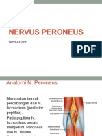 Nervus Peroneus