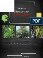 Invasive Alienspecies-: Prosopis Juliflora