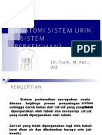 anatomirenal-dikonversisistem