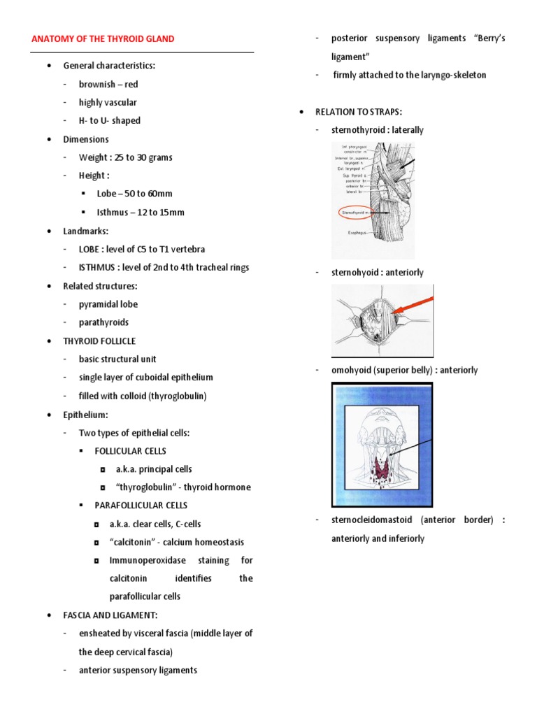 Anatomy of The Thyroid Gland | PDF | Thyroid | Angiology