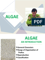 Introduction To Algae