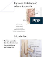 Morphology and Histology of Vermiform Appendix