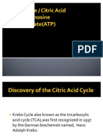 Krebs Cycle