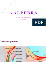 DR Alfa-Retina, Pelpebra