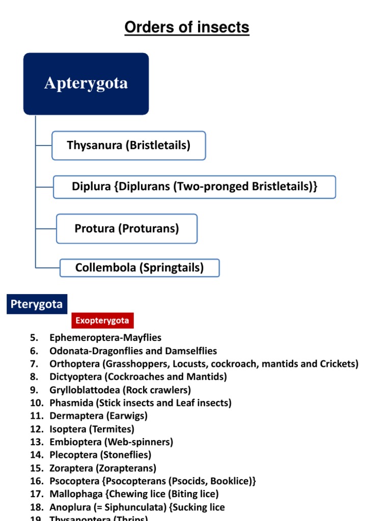 Apterygota: Orders of Insects | PDF