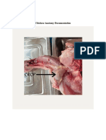 Dallyn R. Yee BS-Biology 2: Chicken Anatomy Documentation